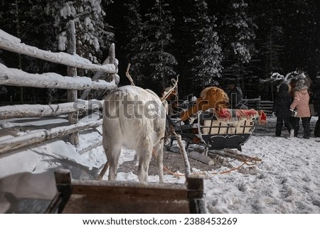 Reindeer sled ride through snowy pine forests of Northern Finland, starting from a deer farm in the countryside. Popular destination for christmas vacation