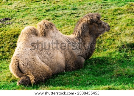 Bactrian camel (Camelus bactrianus) resting on grass Royalty-Free Stock Photo #2388455455