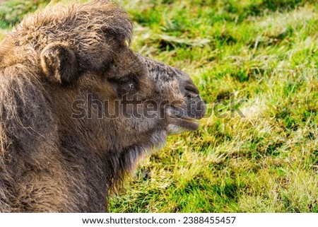 Close up on Bactrian camel (Camelus bactrianus) resting on grass Royalty-Free Stock Photo #2388455457