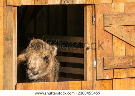 Close up on Bactrian camel (Camelus bactrianus) looking out of window Royalty-Free Stock Photo #2388455459