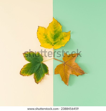 Life cycle. Creative layout of colorful autumn leaves on pastel background. Season concept. Minimal autumn or fall idea. Autumn aesthetic background. Flat lay, top of view.