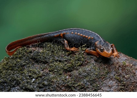 Crocodile Newt (Tylototriton verrucosus) is a species of newt found in Southeast Asia.