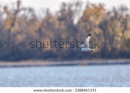 Ring-billed gull flying over a lake with a background of trees with brightly colored fall leaves.