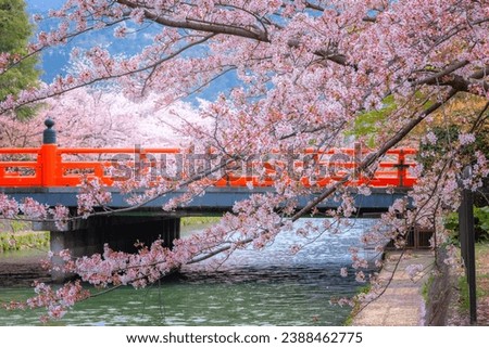 Full bloom cherry blossom at Okasaki Canal in Kyoto, Japan Royalty-Free Stock Photo #2388462775