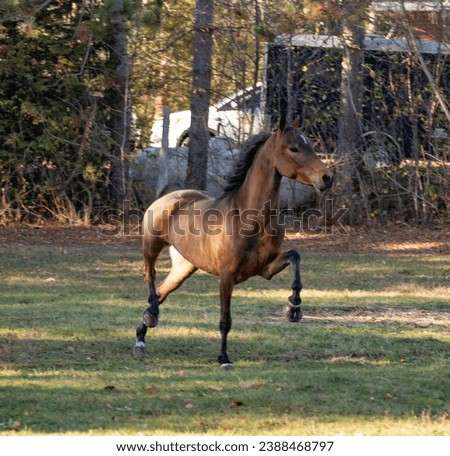 three year old hackney pony playing in the field Royalty-Free Stock Photo #2388468797