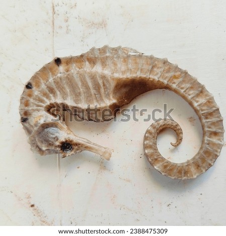 dried seahorse lying with its tail curled inward lying on a reddish white background picture taken from a high angle this morning 
