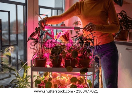 Woman installing LED purple pink lamp for supplementary lighting of indoor plant in winter season in apartment. Houseplant under artificial lighting phyto lamp at home, making up for lack of daylight Royalty-Free Stock Photo #2388477021