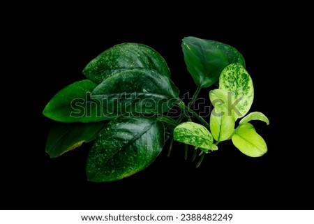 White leaves of Anubias Nana Pinto exotic variegated aquatic plants isolated on black background with clipping path