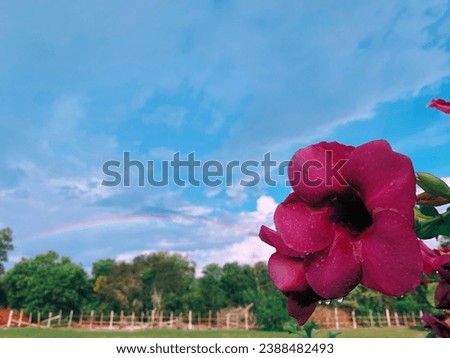 Nature View with Background and Flora Fauna