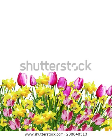 Pink and yellow flowers tulips and daffodils