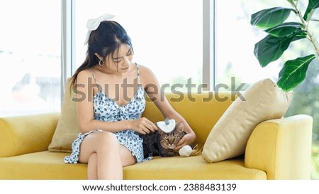 Asian young pretty girl cheerful female teenage girl in sweater wearing cute short dress sitting on cozy sofa couch smiling holding Brush cat's fur to relax with little cute in living room