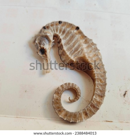 Seahorse with brown color that has been dried, pictured with a reddish white background from the front angle indoors 
