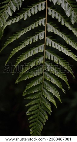Beauty Of Leave With Watermark