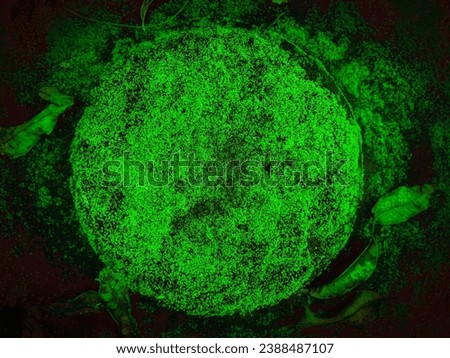green moss plant covered in a flat circle surface, text space, circle shaped green moss plant, green mats on rock Royalty-Free Stock Photo #2388487107