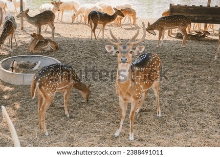 Deer in safari in Kanchanaburi