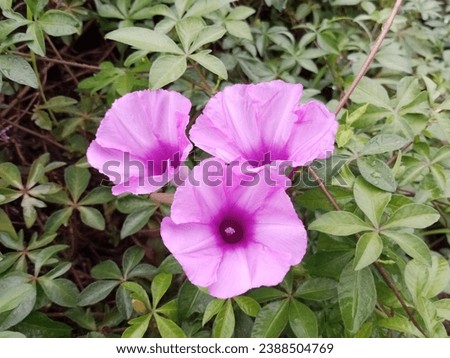 Ipomoea cairica flowers that only bloom in the morning