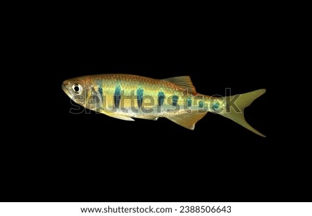 Stream barilius fish on isolated black background. Opsarius pulchellus is freshwater ornamental fish, habitat stream on mountain. 