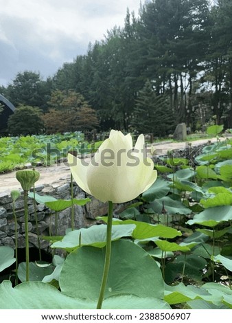 To take a picture in REPUBLIC OF KOREA. Beautiful flower, a lotus bud on the pond