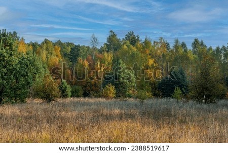 The outskirts of the autumn forest and meadow. Autumn colors. Walk in nature. Royalty-Free Stock Photo #2388519617