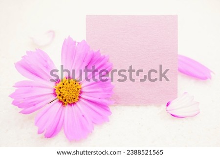 Mock-up of fashionable fall title space with pink cosmos flowers on white background