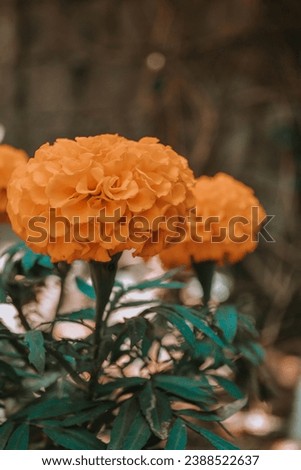 Capture the timeless beauty of nature with this exquisite rose flower in full bloom. This high-resolution stock photo from Shutterstock features a stunning close-up of a delicate rose, showcasing its 