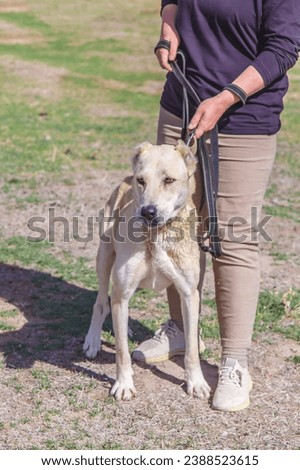 Close up portrait of rescued dog from dogs shelter in Serbia, taken during regular daily activities for rescued dogs from shelter. Dog is on his daily walk on leash as part of the obedience training