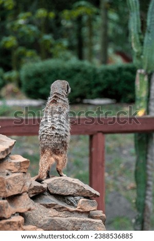 a meerkat sits on a rock and watches