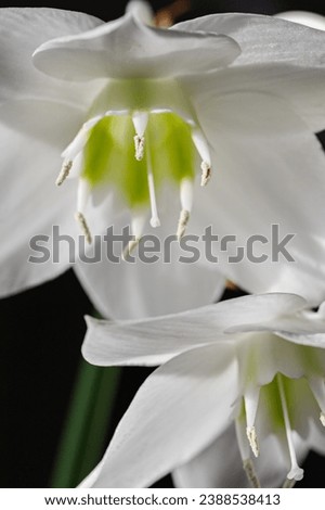 Amazon lily, Big white lily flowers on dark background. Eucharis amazonica. High quality photo for product display, visual content.