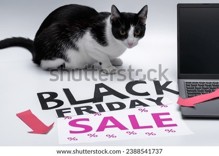 A black and white cat sits around signs advertising Black Friday and sales