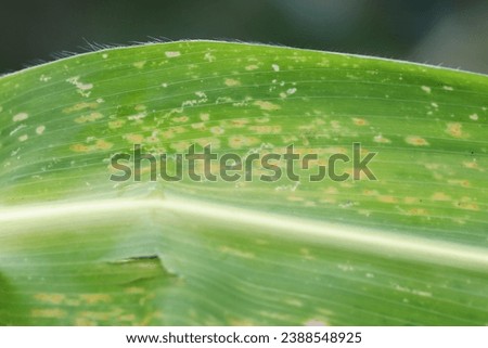 Orange corn rust fungus, Puccinia sorghi, on leaf of cornstalk. Fungus control, plant disease and yield loss maize. Royalty-Free Stock Photo #2388548925
