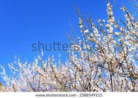 Plum blossoms at Atami Plum Garden, Atami City, Shizuoka Prefecture Royalty-Free Stock Photo #2388549115