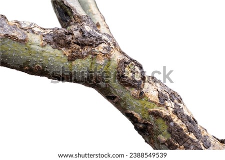 the bark of a birch tree.