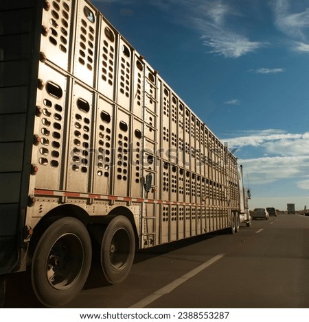 Livestock Hauler driving down a highway with a blue sky and clouds  Royalty-Free Stock Photo #2388553287