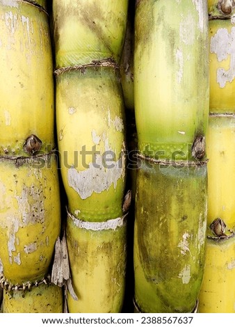 CANE BOND. The picture shows a bunch of fresh sugar cane just taken from the field.