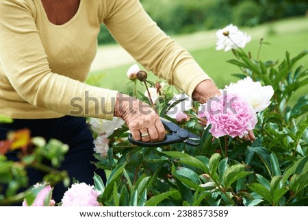Senior, woman and shears for pruning of flowers in garden, backyard or outdoors for care, wellness or health. Elderly person, grandmother and retired with tool in nature, plants or peonies for peace