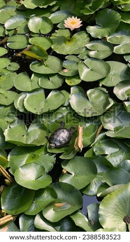 a turtle on water lilies