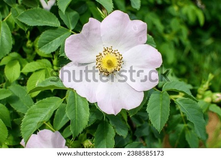 One delicate light pink and white Rosa Canina flower in full bloom in a spring garden, in direct sunlight, with blurred green leaves, beautiful outdoor floral background photographed with soft focus