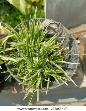 Flower plant Chlorophytum comosum, taken at close range