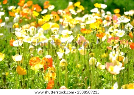 Colorful poppies blooming in spring