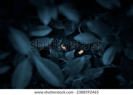 A black cat hides in the bushes at night and stares at the camera with orange eyes. Royalty-Free Stock Photo #2388592465