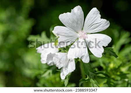Close up of a white musk mallow (malva moschata) flower in bloom Royalty-Free Stock Photo #2388593347