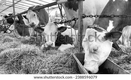 Cows drink water and eat hay in a barn on a farm. Black and white photography