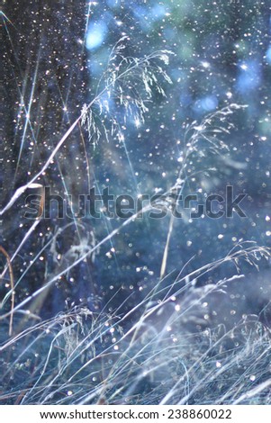 abstractdreamy photo of light burst among trees and glitter bokeh 