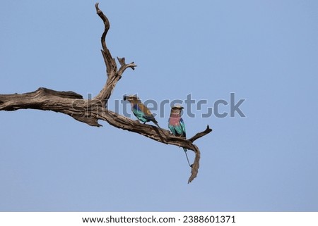 A pair of Lilac Breasted Rollers perched on a tree in Okavango Delta