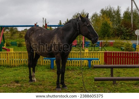 Horse by the Lutsemer lake