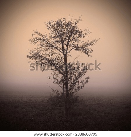 Mystical landscape, lonely tree in morning mist, magical atmosphere, autumn weather, natural background for text