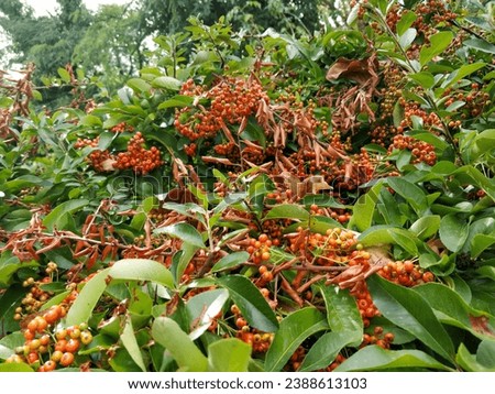 orange and red berries of pyracantha firethorn. High quality photo