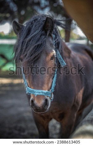 In a close-up image, a bay horse's head with a long forelock and a blue halter, faces the camera Royalty-Free Stock Photo #2388613405