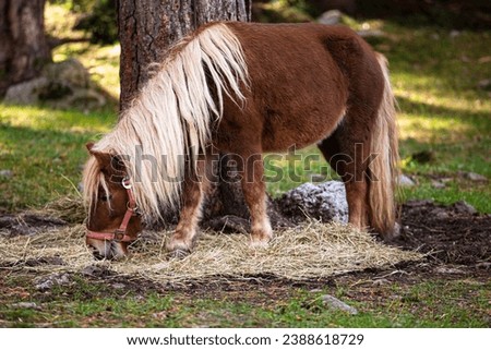 Pony grazing under a tree - Outdoor picture of a farm animal