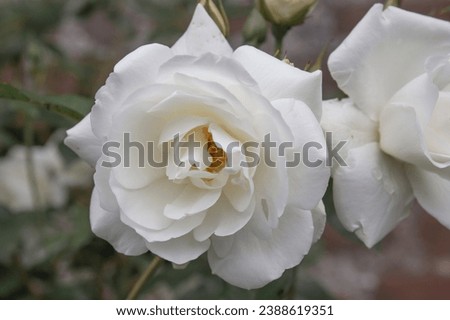 White rose with rain droplets. Close-up picture of a single flowers with dew drops on the petals.